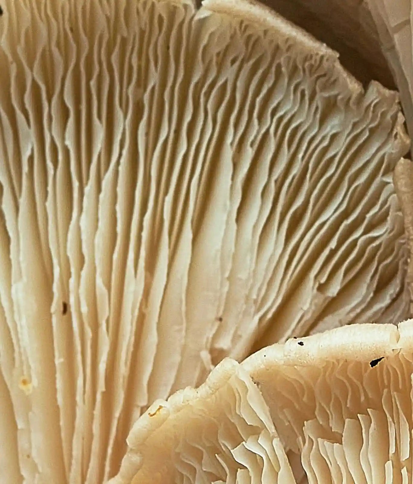 Adaptogen and Stress Support Blend